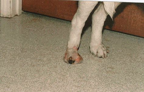 Image16.gif (61346 bytes)