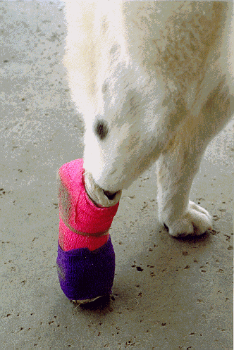 Image17.gif (79924 bytes)
